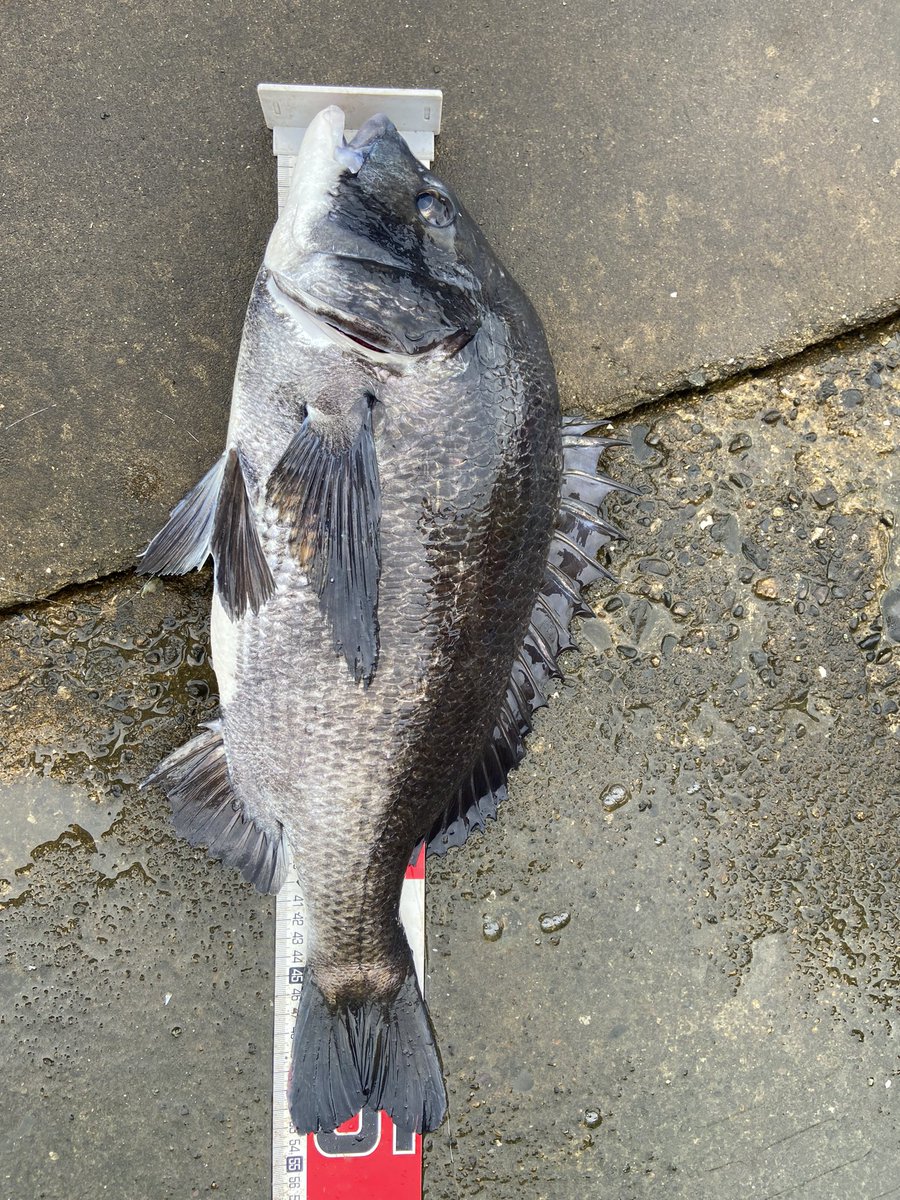 gotofishingNS's tweet photo. 自己新記録53.5cm‼️ https://t.co/p0JZ9lDbVN