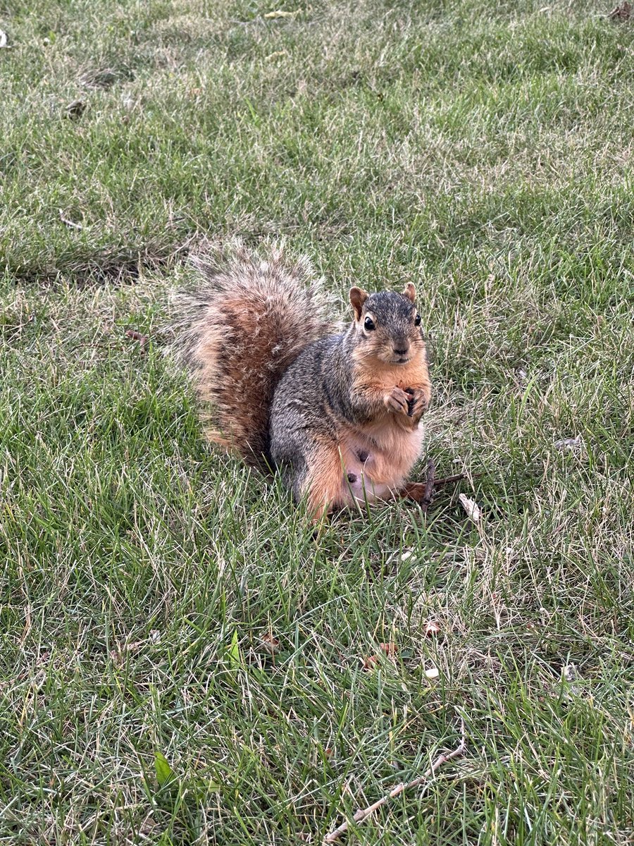 Met a baby groundhog and a mamma squirrel at the park today, and they both got snacks. Baby groundhog was pretty skittish and kept running back into the burrow, so bf wasn’t really able to get a good picture that included me.