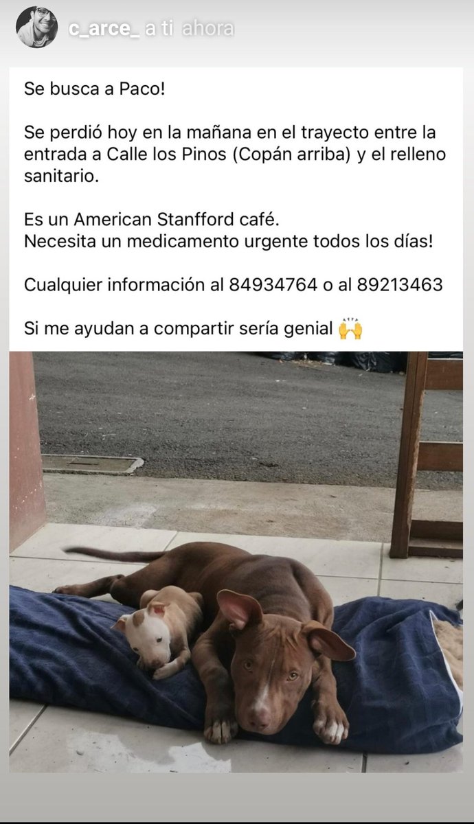A un amigo en San Ramón se le perdió su perro. ES URGENTE QUE SE ENCUENTRE. ⚠️⚠️

Agradezco RT.