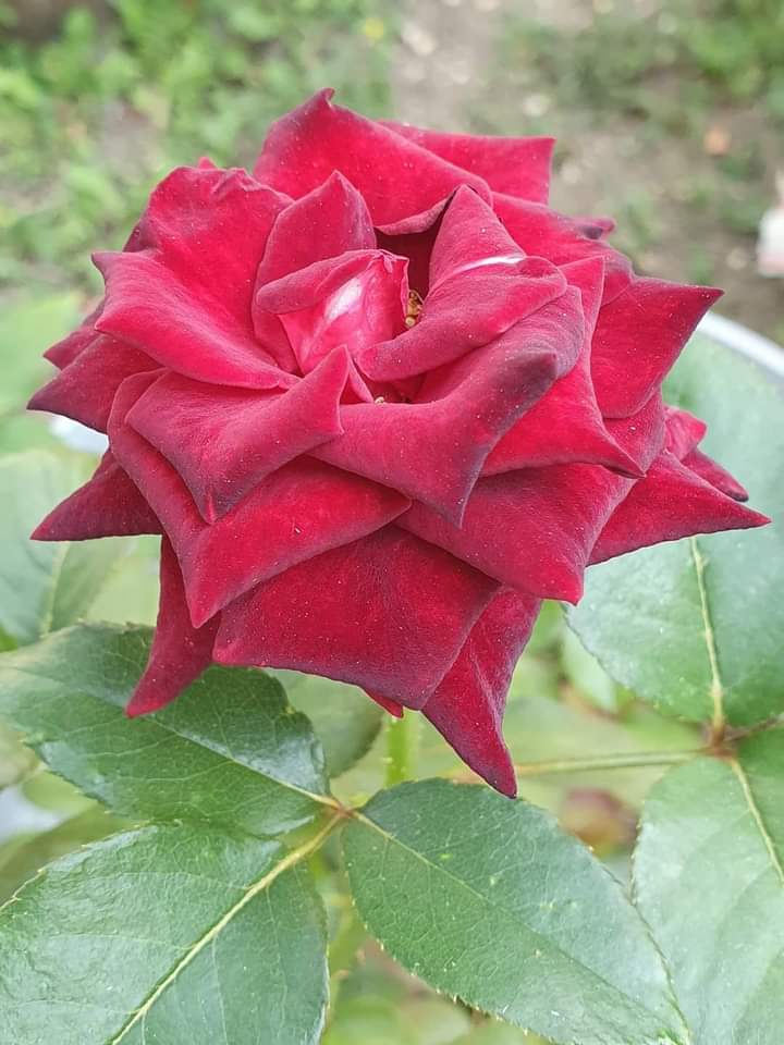 74ceff6b903445b's tweet photo. Hello dear friends 🙏😄
Have a beautiful Sunday 🌹 https://t.co/JSrCkwObxd