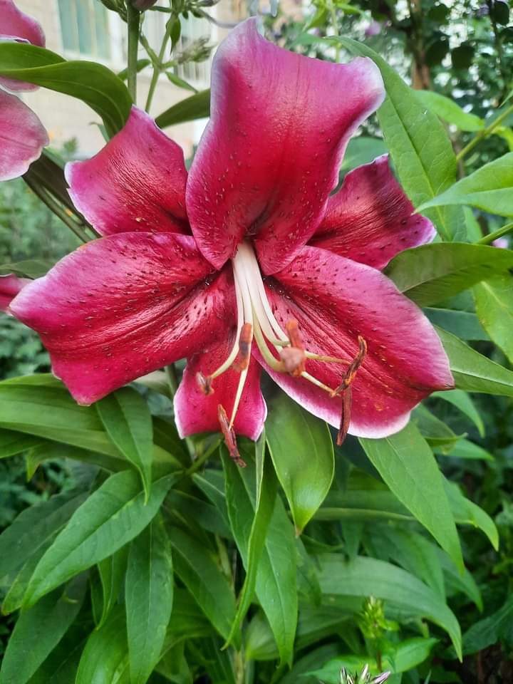 74ceff6b903445b's tweet photo. Hello dear friends 🙏😄
Have a beautiful Sunday 🌹 https://t.co/JSrCkwObxd