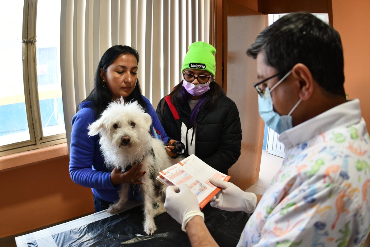 CANIrapuato's tweet photo. 🐶 En nuestra última jornada de Esterilización Canina y Felina logramos beneficiar a más de 300 mascotas, quienes gracias a sus #DueñosResponsables y a la @JSVI_Irapuato recibieron la cirugía completamente gratis. El amor a nuestros animalitos viene desde la prevención. 🐱 https://t.co/fxVI7O8gxo