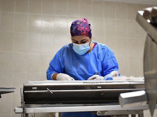 CANIrapuato's tweet photo. 🐶 En nuestra última jornada de Esterilización Canina y Felina logramos beneficiar a más de 300 mascotas, quienes gracias a sus #DueñosResponsables y a la @JSVI_Irapuato recibieron la cirugía completamente gratis. El amor a nuestros animalitos viene desde la prevención. 🐱 https://t.co/fxVI7O8gxo