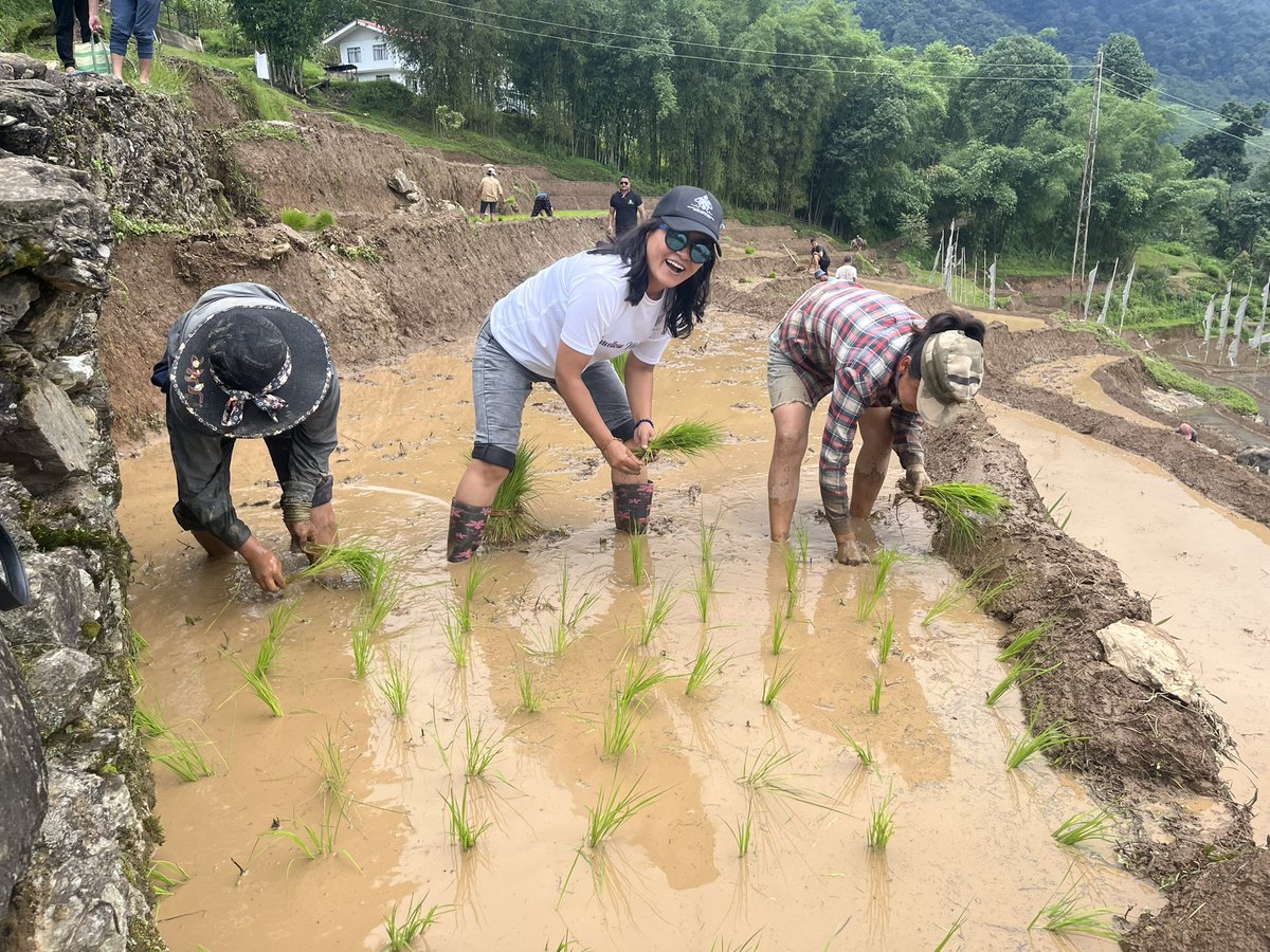 Paddy Cultivation Festival at Lingtam. Marvellous Martam. Let’s promote Rural Tourism in Sikkim. @MoTmv @dekhoqpnadesh