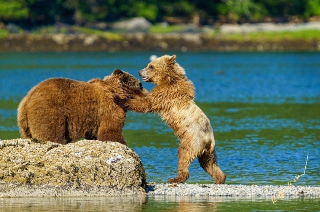 rolfhickerphoto's tweet photo. Just beautiful 😍 

Grizzly bear Mom with her second year cub playing along the low tide line in Knight Inlet, British Columbia, Canada. 

📸 Rolf Hicker Photography

https://t.co/hOkELb5syd

#bearwatching #phototours #beartours #knightinlet #wildlife https://t.co/lvcbCcqcO8