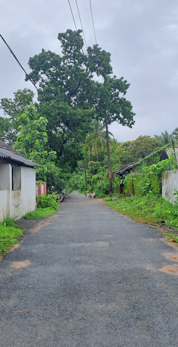 പാലക്കാടൻ ഗ്രാമ ഭംഗി ഒട്ടും കുറയാതെ ഒരു പുലർകാല വന്ദനം 🍃