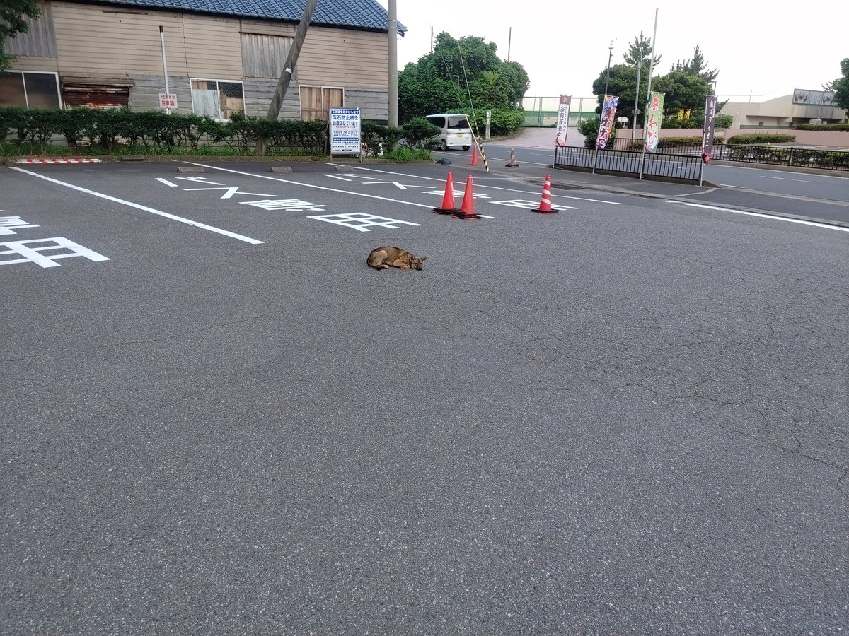 1ainuki's tweet photo. 昨日、道の駅越前で久しぶりに野良犬を見かけた、野良猫と違って最近は珍しいね。
一部地域では、野犬として群れてるらしいけど。 https://t.co/KsFKjLN64R