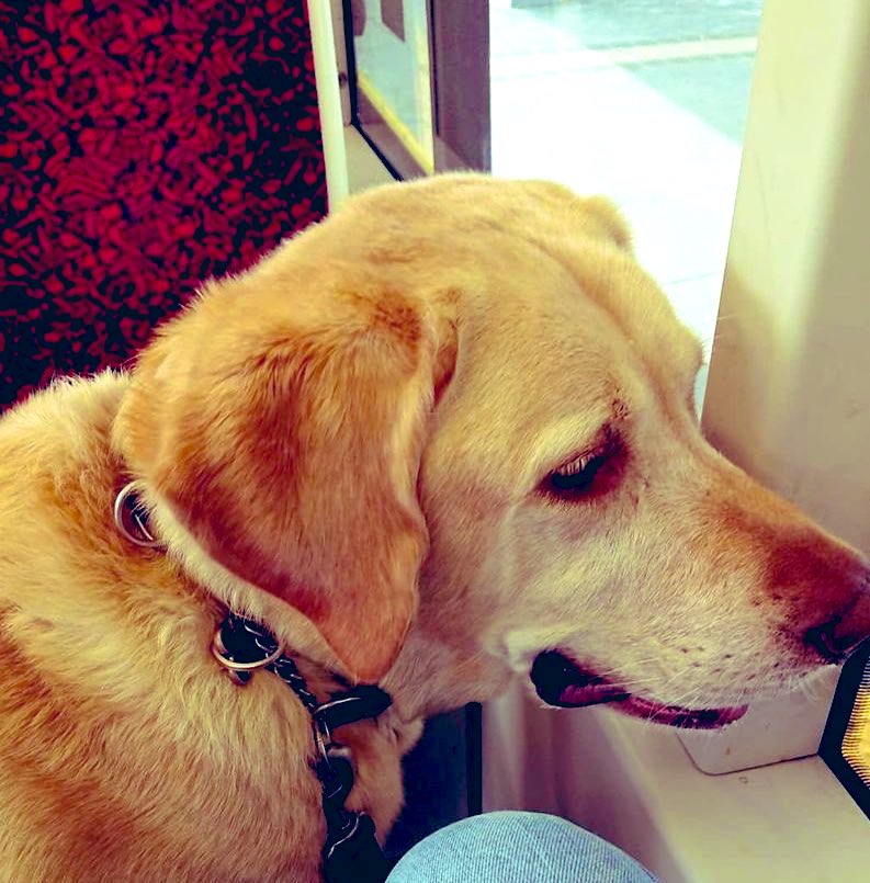 johnhowe123's tweet photo. @Dalbodog My beloved Alfiie loved riding on Toronto’s GO trains, subways and streetcars. https://t.co/eRiTEprqSC