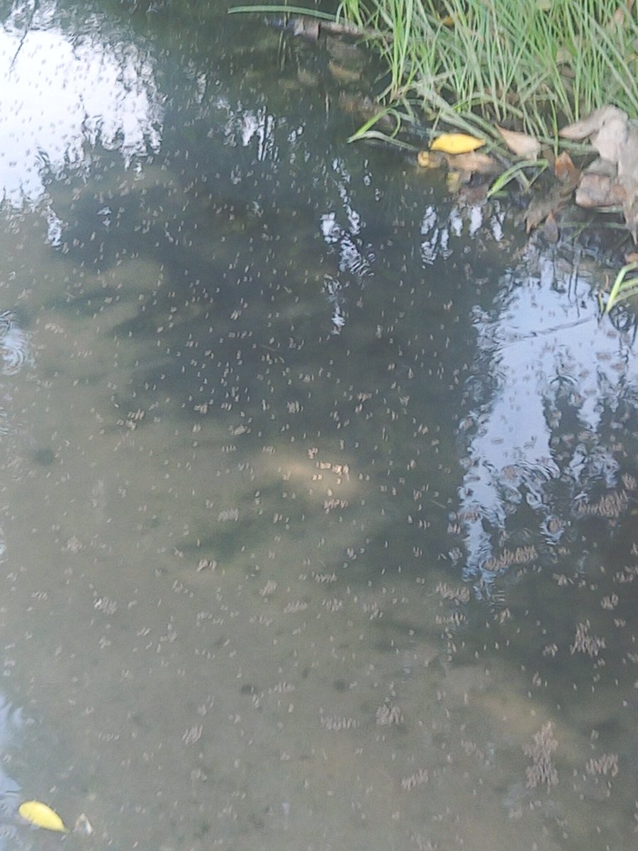 sinprabhakar's tweet photo. Drain water left logged for several days for breeding diseases. Unlivable condition in front of 855,856 sector 17 FBD. Futile complaints  to authorities, unchanged conditions.@cmohry @MCF_Faridabad @DIPRO_Faridabad https://t.co/0El5hGhmAT