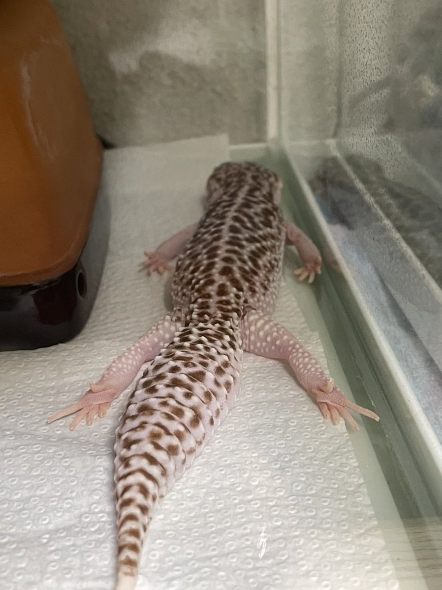 ロンラム🦎♨️ tweet media
