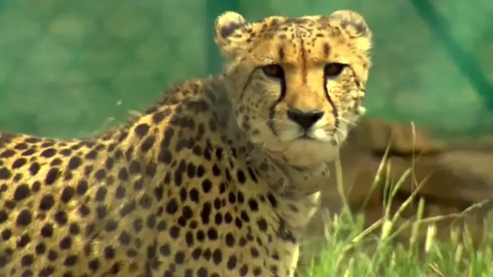 The Weather Channel India (@weatherindia) on Twitter photo In less than a year, India's #Cheetah Reintroduction Project has witnessed back-to-back deaths, casting a shadow on the ambitious initiative.
Amid shock, questions arise as a retired officer highlights three critical issues.
Read: weather.com/en-IN/india/bi…
By <a href="/anujav_97/">Anuja Vartak</a>
🧵👇 In less than a year, India's #Cheetah Reintroduction Project has witnessed back-to-back deaths, casting a shadow on the ambitious initiative.
Amid shock, questions arise as a retired officer highlights three critical issues.
Read: weather.com/en-IN/india/bi…
By <a href="/anujav_97/">Anuja Vartak</a>
🧵👇