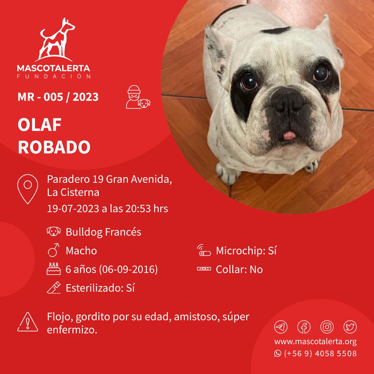 mascotalerta's tweet photo. 🆘 OLAF ROBADO 🐶🐕🐾 – MR-005/2023:
.
.
📌PARADERO 19 GRAN AVENIDA (LA CISTERNA) el 19-07-2023 a las 20:53 hrs.
.
Raza: Bulldog Francés
Sexo: Macho
Edad: 6 años (06-09-2016)
Esterilizado: Si
Microchip: Si
Collar: No
.
⚠️ Flojo, gordito por su edad, amistoso, súper enfermizo. https://t.co/AG3ENDmpd5