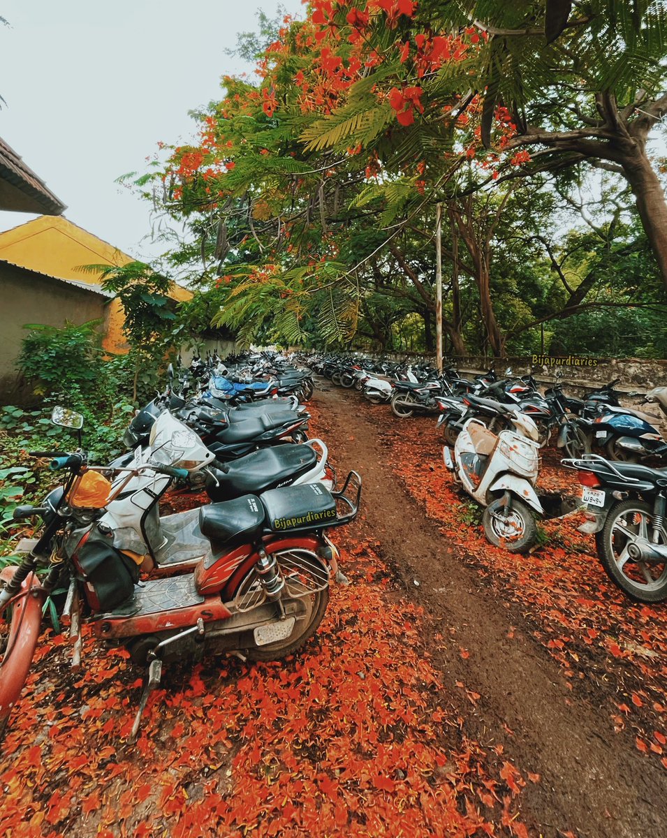 bijapurdiaries's tweet photo. Guess the location 🌺 😍
(Vijayapura)
.
.
Do Not Repost Without Permission 🚫❌
Content by @bijapurdiaries 
.
.
#hibiscus #flowers #trending #viral #bijapur #vijayapura #bijapurdiaries https://t.co/nWWrZqHqwk