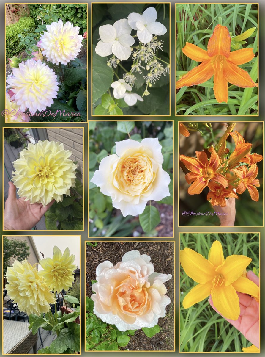 #HappySunday #SundayYellow with #Yellow #Flowers 
From #MyGarden 
You may recognize most of them. I don’t know the exact names of the #Dahlias the #DayLilies or the climbing Hydrangea but the roses are Tranquility & Lady Gardener #Gardening #JulyFlowers #MyPics