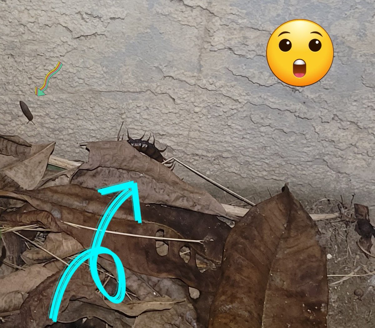 So- i've seen the 2-5 inch centipedes here in Hawaii -but i just saw  my first giant Vietnamese centipede tonight (technically only part of it) for reference that leaf is a 10 inch plumeria leaf and a 1.5 ish inch slug to the left.