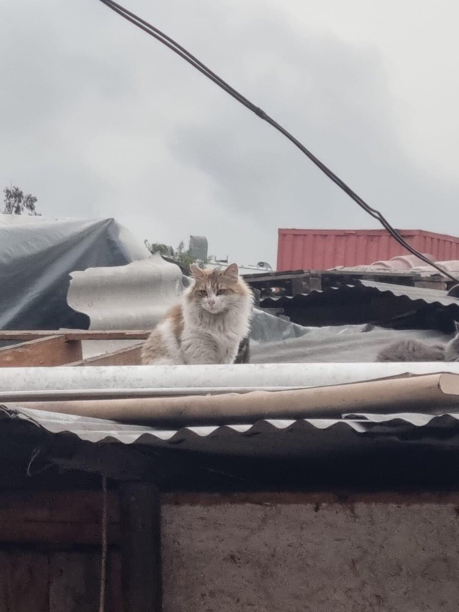 PatssyPatt_'s tweet photo. AYUDA URGENTE!!

Necesito que alguno de ustedes ADOPTE, algún GATO adulto y este dispuesto a que sea lo que les queda de vida!!
Aún en el campamento el Melón, Quinta Normal  quedan 7 que necesitan hogar.
@EFETrenesChile comenzará a trabajar en lo que era su hogar 😔😓😔😔😔😔 https://t.co/uRNYsTY6aU