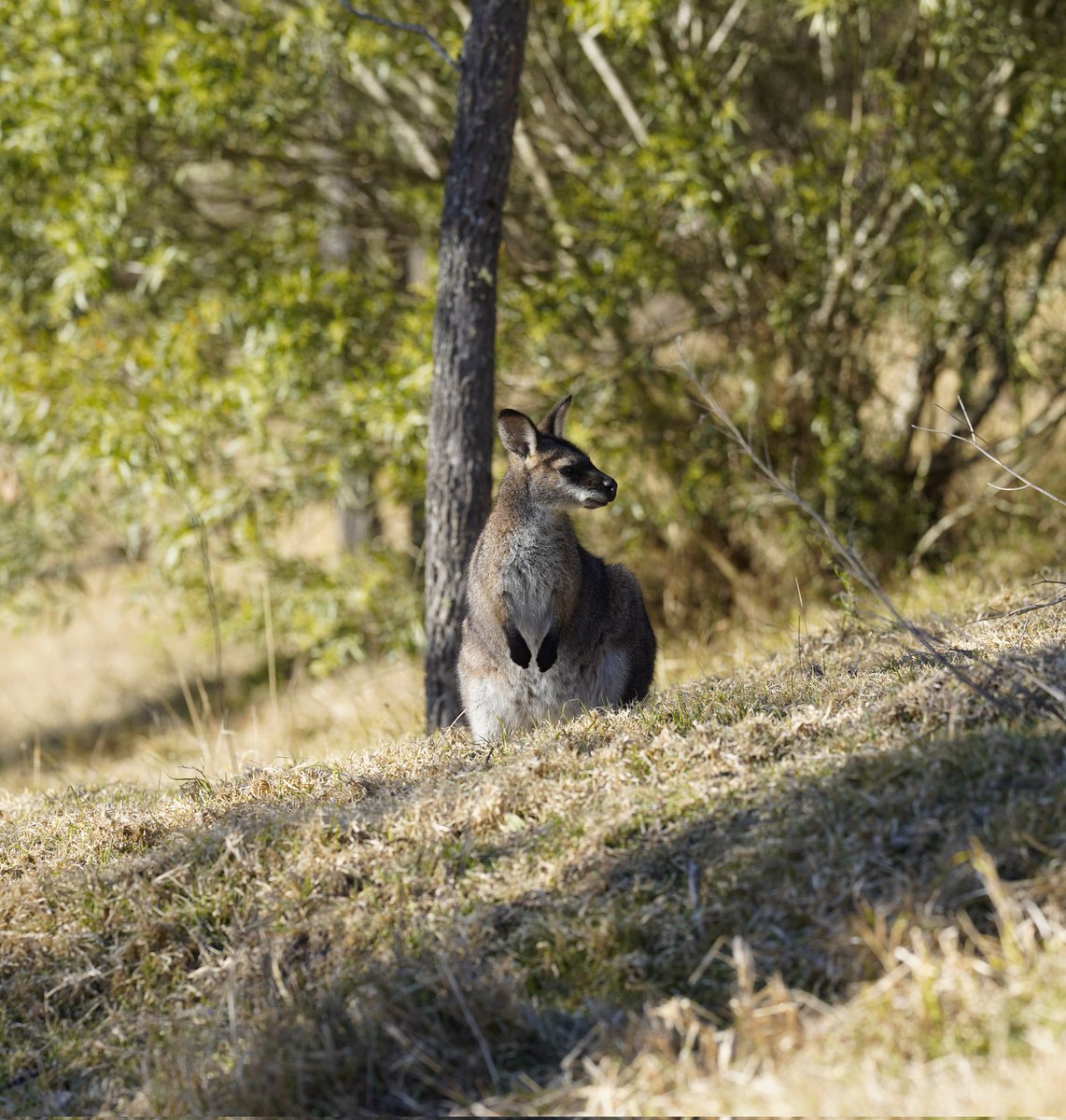 Kayne_Allen's tweet photo. Was great to get away for the weekend and snap some wildlife #SonyAlpha https://t.co/zHYGZrjE0M