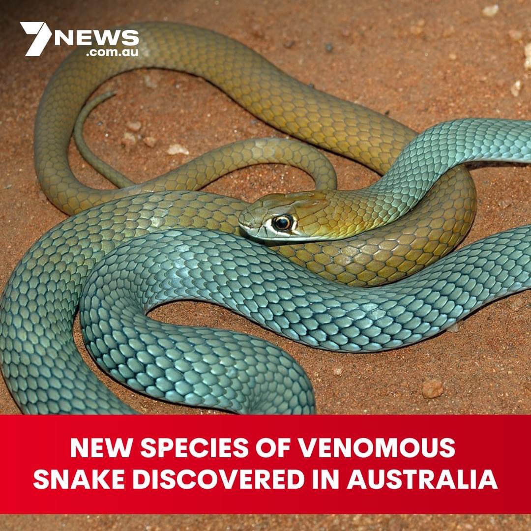 #STRAYA Where tourist come to die.