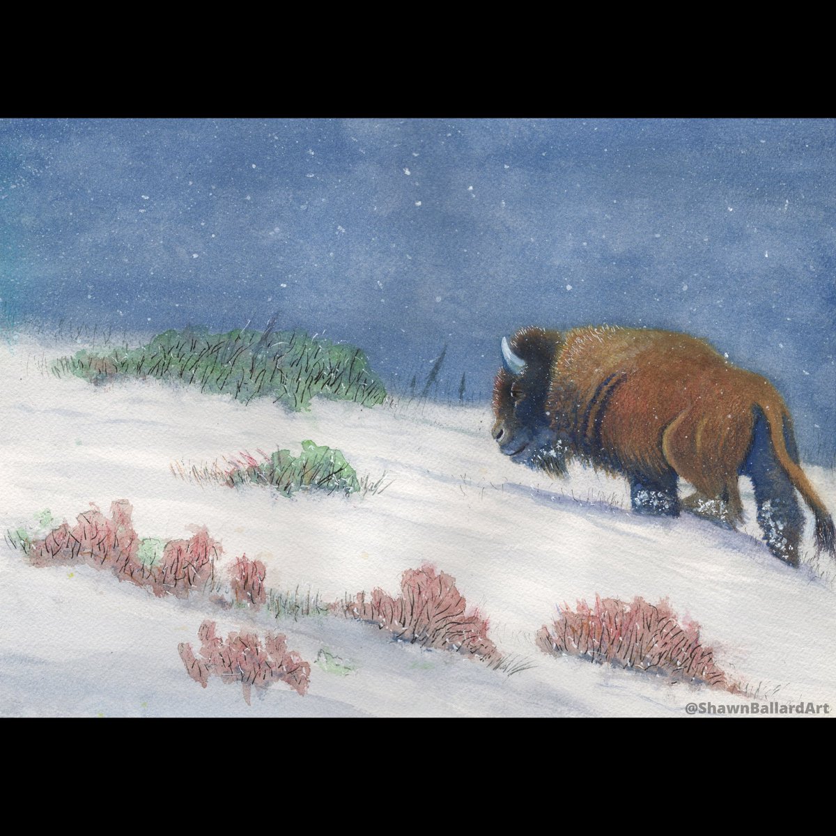 Shawn Ballard Art (@shawnballardart) on Twitter photo Buffalo Trudging Up A Snowy Hill
Watercolor 18”x12”
I finally got around to studying the lessons in <a href="/AaronBlaiseArt/">Aaron Blaise</a> watercolor workshop from last weekend
#buffaloart #buffalodrawing #buffalopainting #bisonart #bisonpainting #buffalolove #northamericanbison Buffalo Trudging Up A Snowy Hill
Watercolor 18”x12”
I finally got around to studying the lessons in <a href="/AaronBlaiseArt/">Aaron Blaise</a> watercolor workshop from last weekend
#buffaloart #buffalodrawing #buffalopainting #bisonart #bisonpainting #buffalolove #northamericanbison