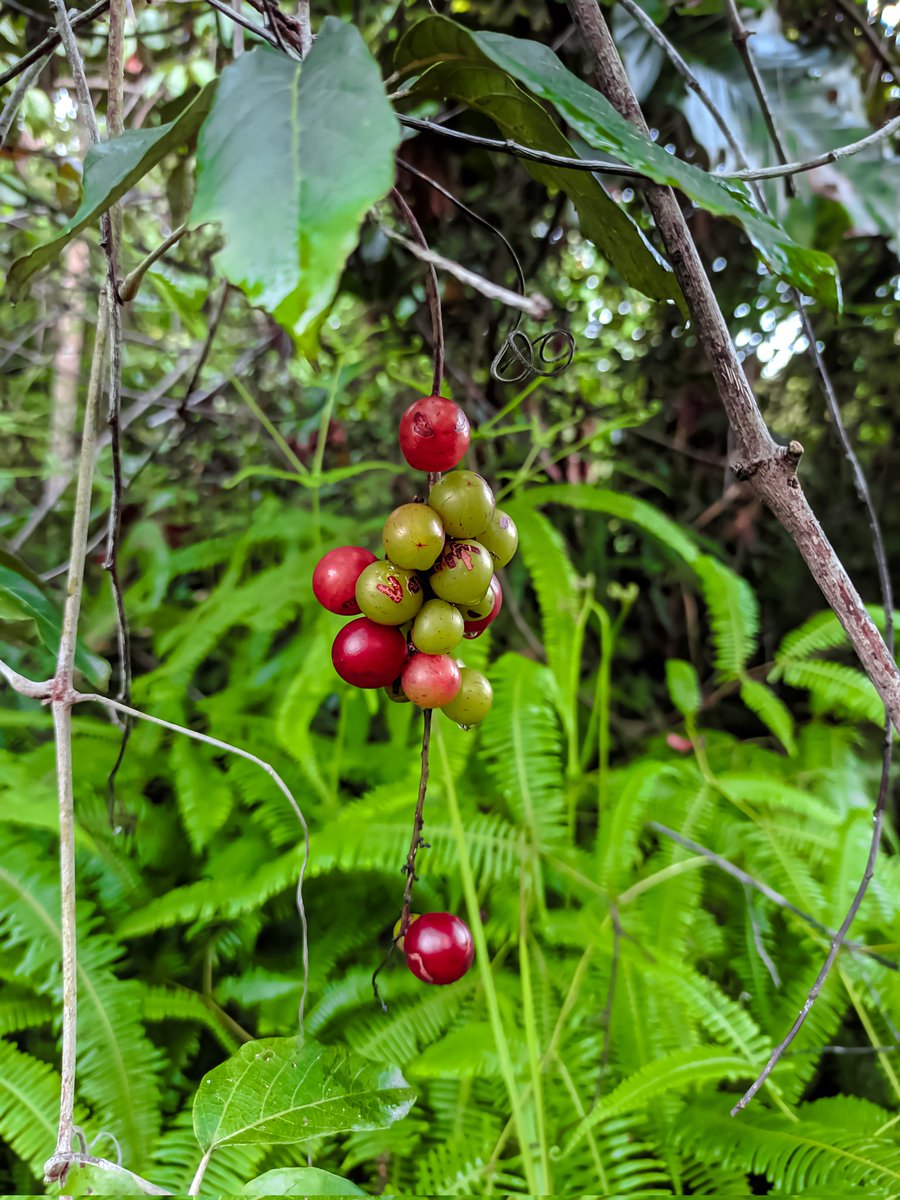 _han_fi's tweet photo. Anggur hutan #kalimantantengah https://t.co/eIgNmcdhy5