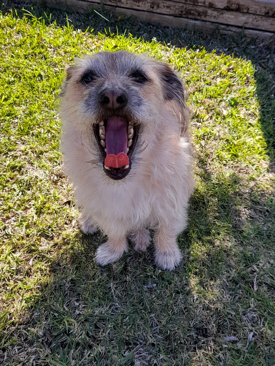 After my daily walk, my snack food is a chicken neck. Now hurry up, I'm starving after my big walk. #sunday #dogs #treats #grateful