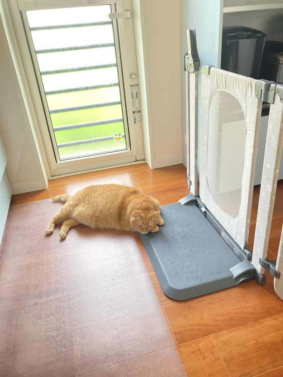 そこで不貞寝したっておやつはあげないからね

#猫　#猫のいる生活　#cat