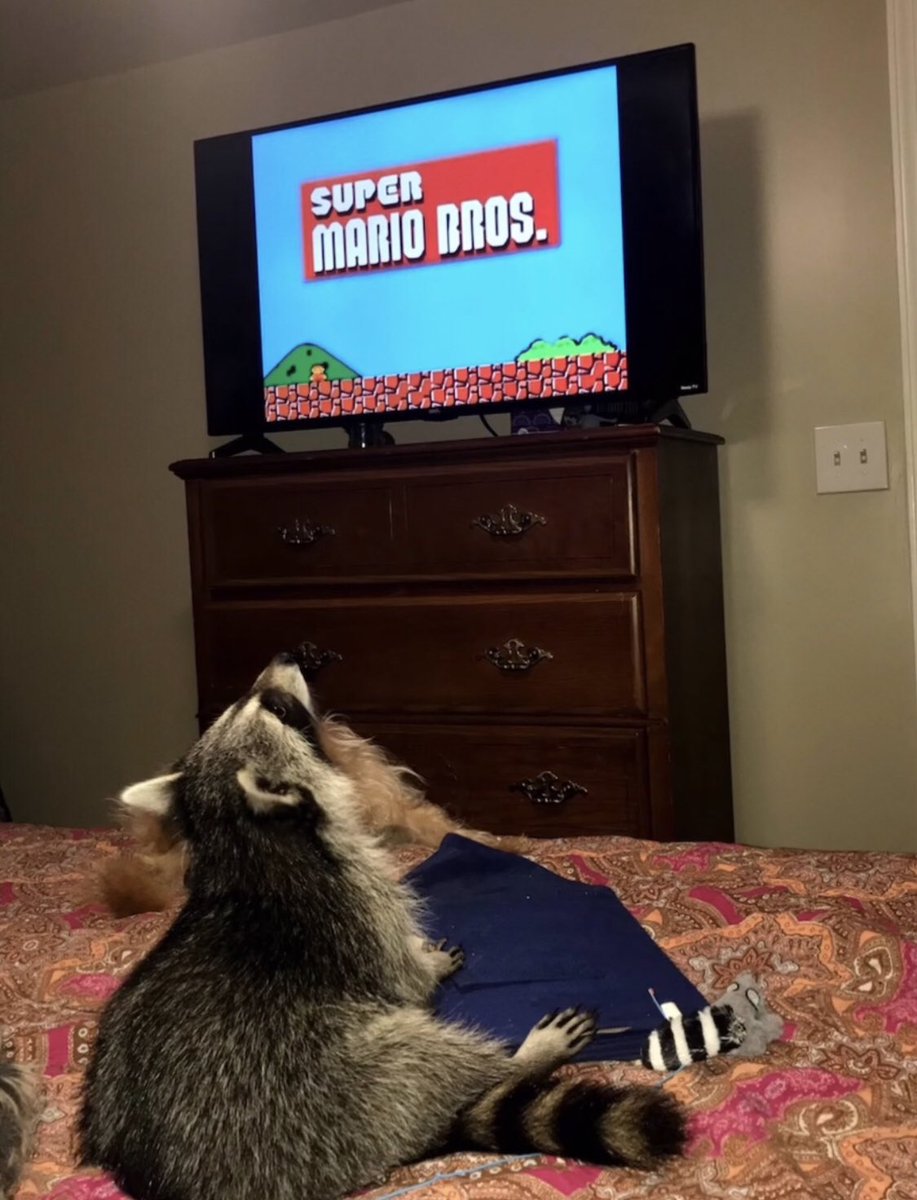 raccoonhourly's tweet photo. https://t.co/QSRqgwkJR8