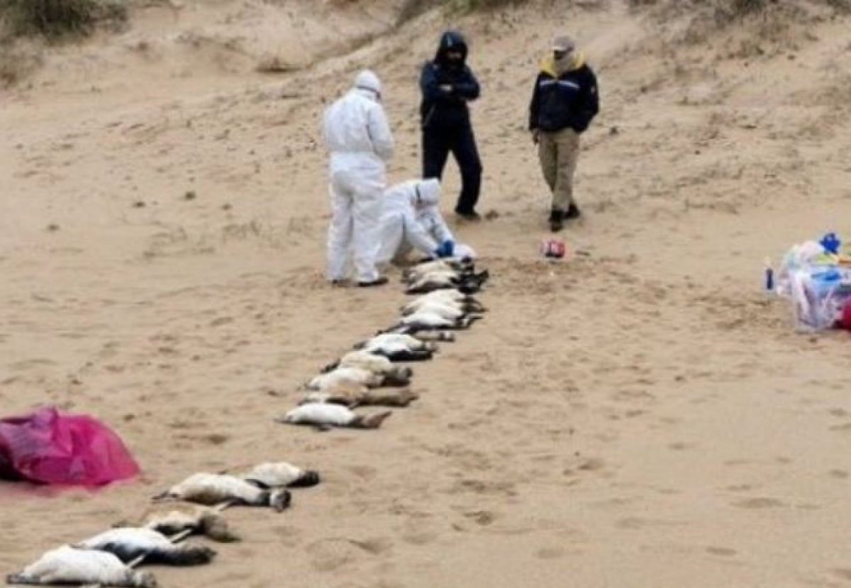 2,000 penguins have died off the east coast of Uruguay in the past 10 days. Animal carcasses washed ashore, Uruguay's environment ministry said, according to the Pais newspaper. The scientists decided to find out what caused their death, and it turned out that they have a very