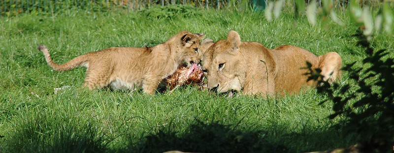 meow2you's tweet photo. "Junior, don't eat so fast. Leave some room for dessert. There's enough ribs left for breakfast tomorrow." ๐๐
#LionsShareDay
@ThePhilosopurr @GeneralCattis @HarryCatPurrs @CatFanatic9 @LuminousNumino1 @TERRYW_UK @PeterRABBIT67 @briano29 @eliznoelle @EringoB02429272 @lymeist https://t.co/VMs23R9izm