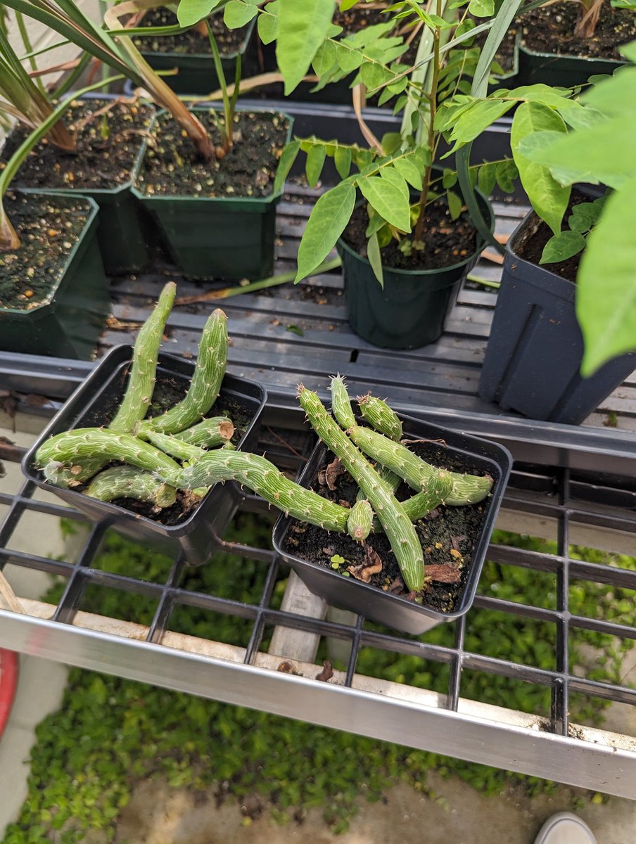 realgedmiller's tweet image. I wonder what plants would look like on alien worlds? Maybe they're not so different?
#namethatplant