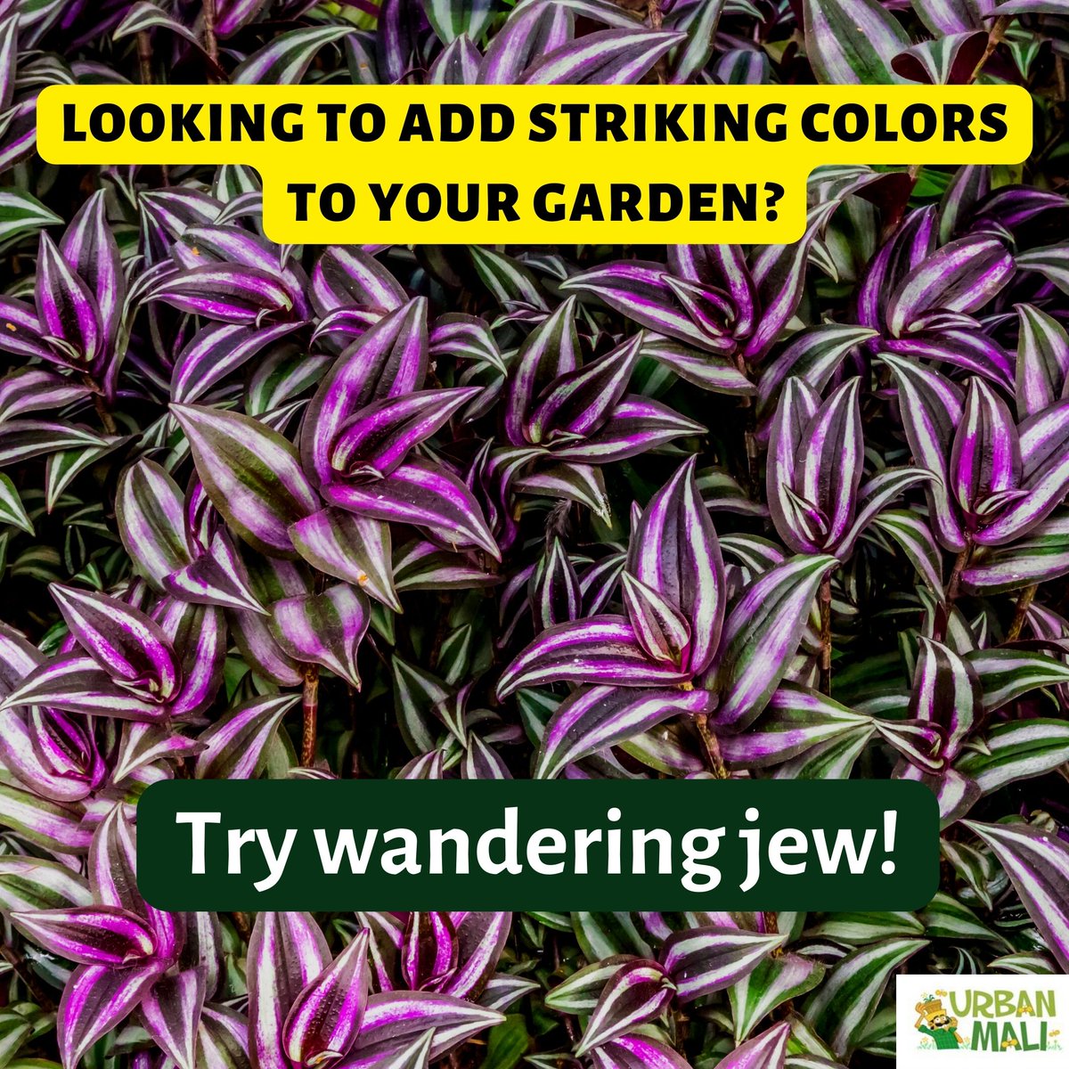 The Wandering Jew (Tradescantia zebrina) is a popular and eye-catching plant known for its vibrant purple, green, and silver leaves. 

#WanderingJew #ColorfulAddition #GardenEnchantment #Eye-catchingPlants  #GreenThumbs #UrbanJungle#UrbanMali #urbangardening #homegardening