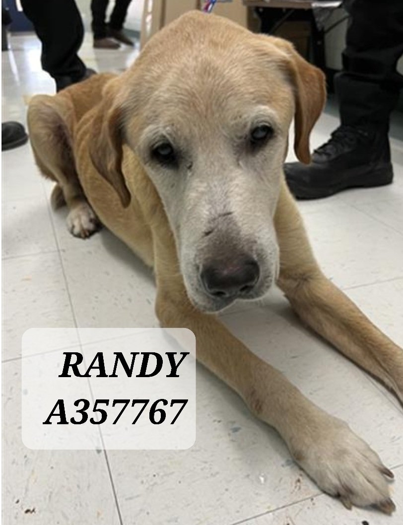 🆘️🚨#STRAY/#FoundDog #LostDog 🐕👀
RANDY #A357797 #CorpusChristi #TX 
12 yr old tan #LabradorRetriever 🏥#Medical 
Picked up as 'sick stray' 7/21 #LeonardStreet
Has enlarged testicles, HW+, lethargy 
💔Pup misses family🏡 Please RT, post on local 
#LostAndFoundPets…