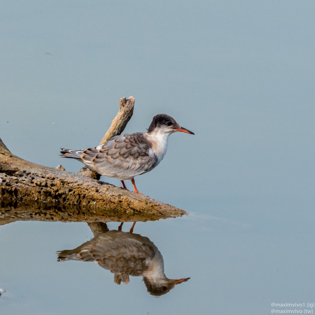 MaximVivo's tweet photo. De totes les fotografies que vaig fer el divendres aquesta és la que més m'agrada. Es tracta xatrac comú juvenil.

#xatraccomu #charrancomun #sternahirundo #commontern #racodelolla #albuferadevalencia #birdwatching #birdphotography https://t.co/Cks8YVCwPl