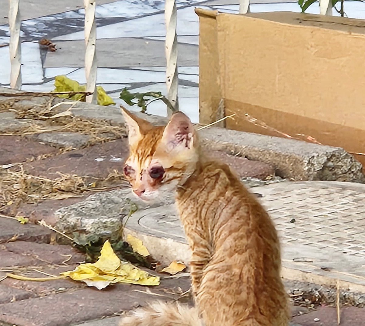patiligul's tweet photo. İzmir
Minicik bedeniyle gözleri de görmüyor. Bu halde sokakta nasıl yaşasın 😞
Bugün bu çocuğun haberi geldi hemen kliniğe aldırdım.Maalesef gözleri gitmiş kurtarma şansımız yok.Çok küçük olduğu için de hemen operasyona alınmıyor. 1-2 ay sonra operasyona alınacak.Size gelsin mi? https://t.co/36KzTUQ2dx