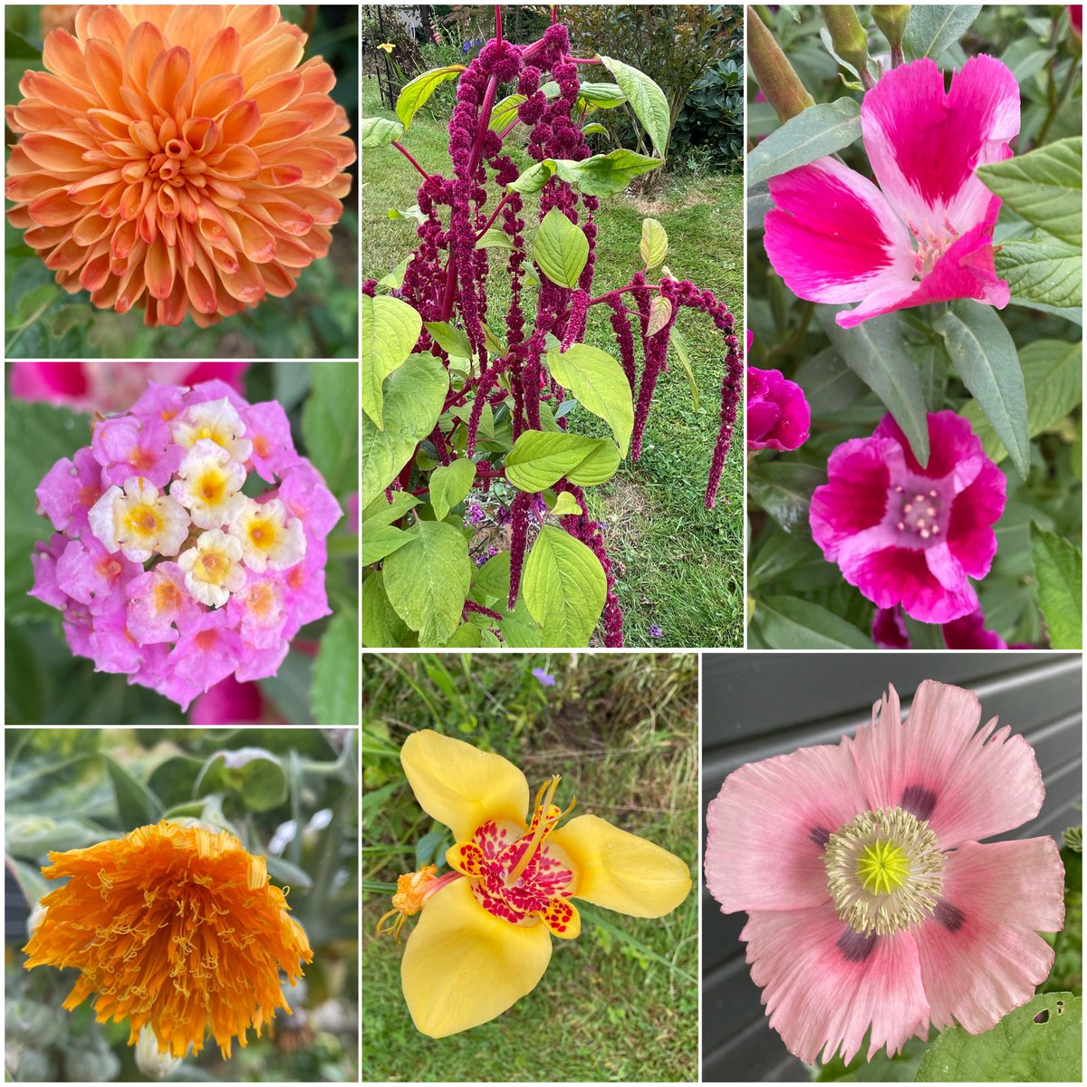 #sevenonsunday  
All these flowers are in a circle 3m in diameter!

 #inmygardentoday #summerflowers