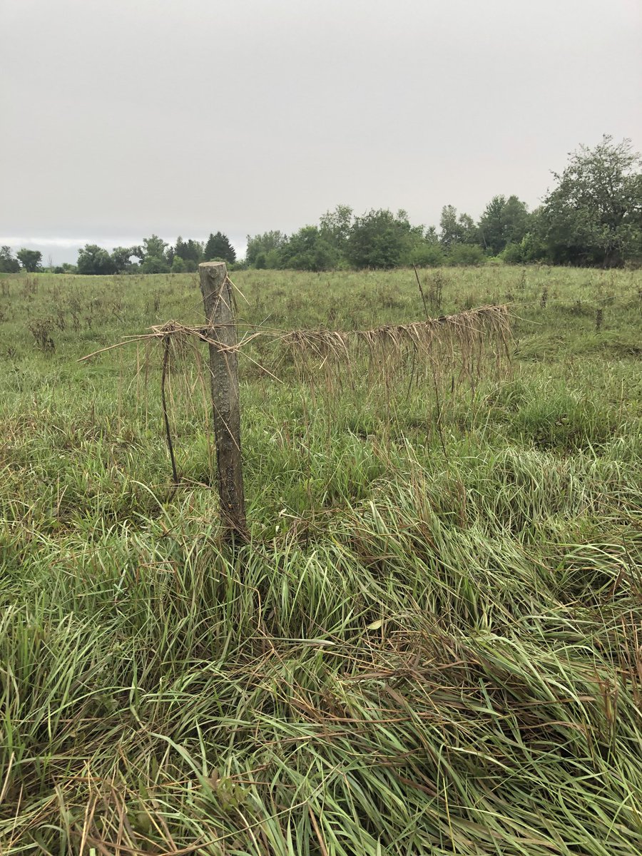This pasture, although now full of silt had well over 3 feet of water yesterday after the huge rainfall Friday night. Lots of sticks and grass to clean out of the electric fencing before powering back up. You can see the watermarks in the bushes. Cows had a piece of high ground .
