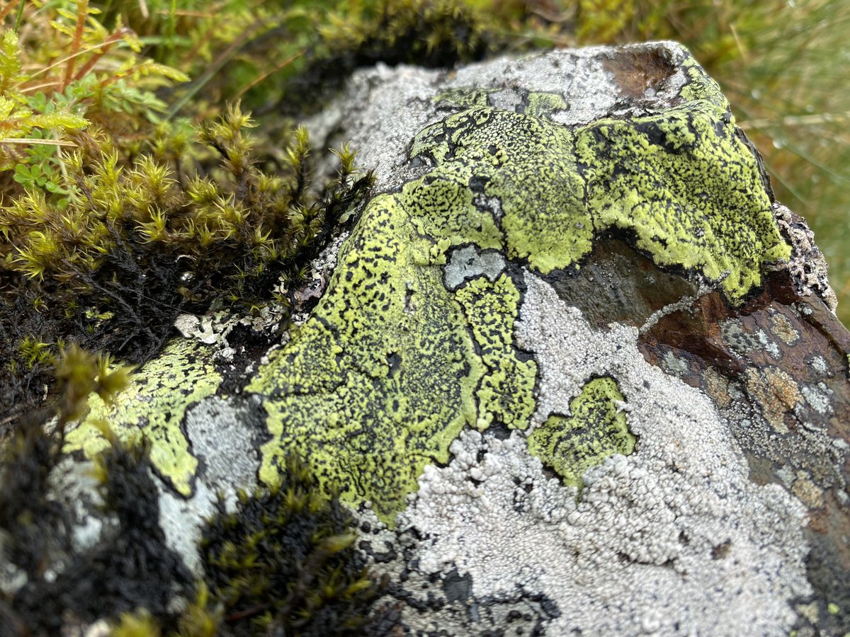 Phil Houghton (@phillpoet) on Twitter photo Taking a close upland focus on the strewn montane boulders, on flanks of Clough Head, Lake District yesterday with <a href="/RGS_IBGnw/">RGS-IBG North West</a> - including lichens: Stereocaulon vesuvianum, Cladonia Sp. - pixie cups, Cladonia portentosa &, <a href="/RGS_IBG/">Royal Geographical Society (with IBG)</a> the apt Map lichen - Rhizocarpon geographicum Taking a close upland focus on the strewn montane boulders, on flanks of Clough Head, Lake District yesterday with <a href="/RGS_IBGnw/">RGS-IBG North West</a> - including lichens: Stereocaulon vesuvianum, Cladonia Sp. - pixie cups, Cladonia portentosa &, <a href="/RGS_IBG/">Royal Geographical Society (with IBG)</a> the apt Map lichen - Rhizocarpon geographicum