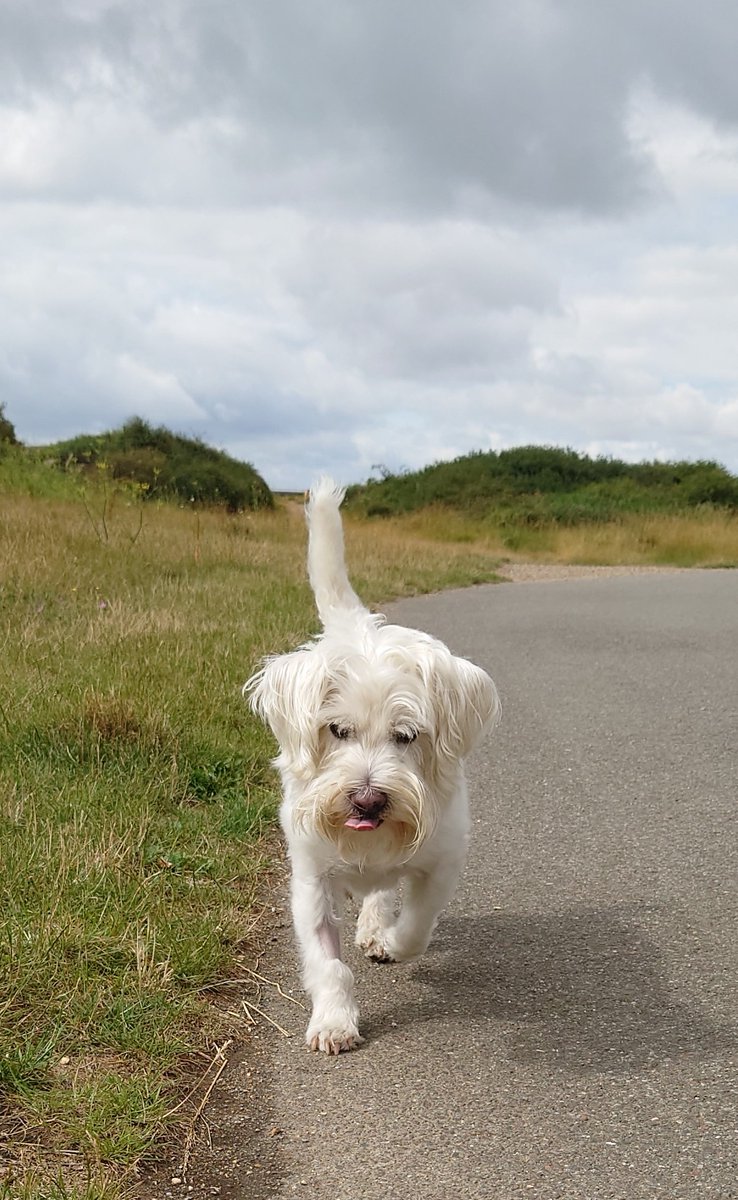 I'm back! 🐶🐾 It felt really good to be out walking again this morning 💪🏻 If you didn't know I'd been poorly this week, you'd never have guessed there had been anything wrong but look closely and you can see where they had to shave my little leggy for my op 🥹 #dogsoftwitter