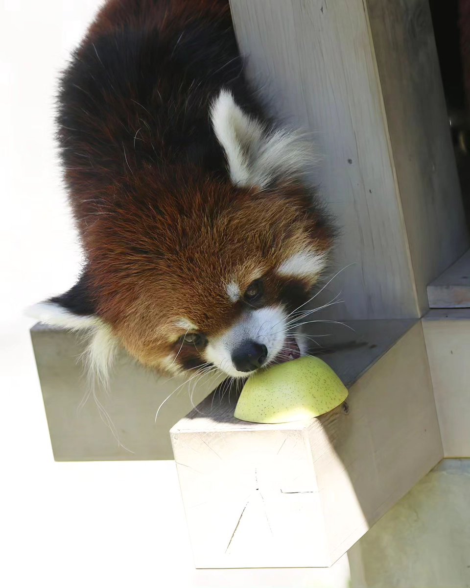 ILoveRedPanda1's tweet photo. https://t.co/l8sIMrvLnc