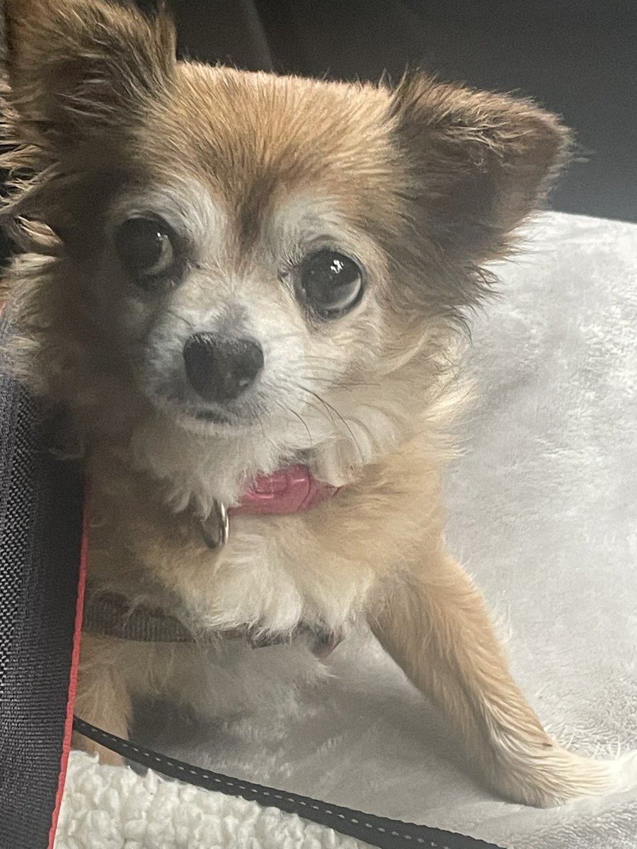 Quick update on this lil girl, specialist tests came back last Friday, she has transitional cell bladder carcinoma. It’s inoperable and she’s too old n not well enough for chemo. On meds to slow down growth and make sure she’s not in any pain. Best case scenario 6 months.