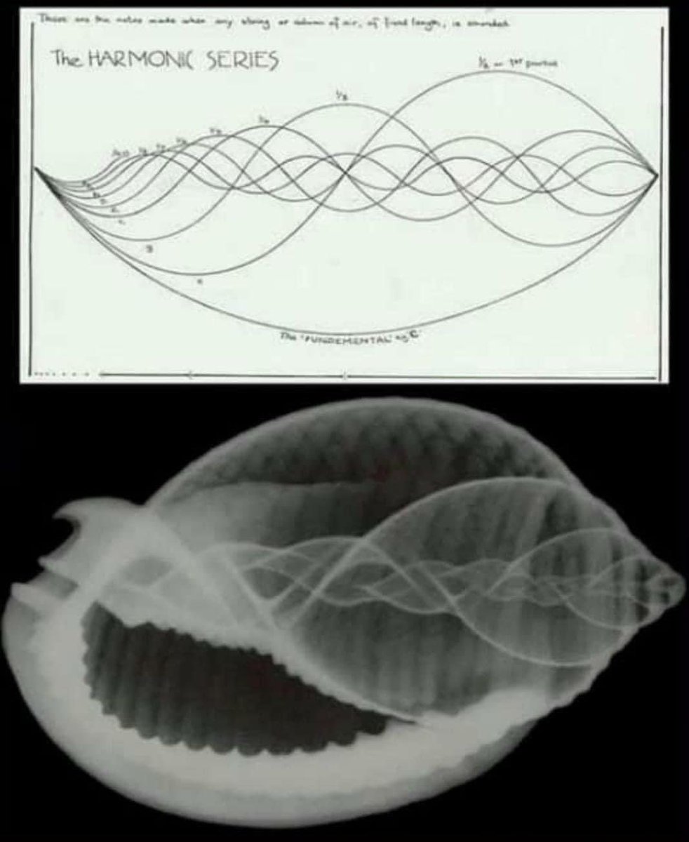 "Physical matter is music solidified" - Pythagoras 

Above is a diagram of the harmonic series...

Below is a photo of a shell.…