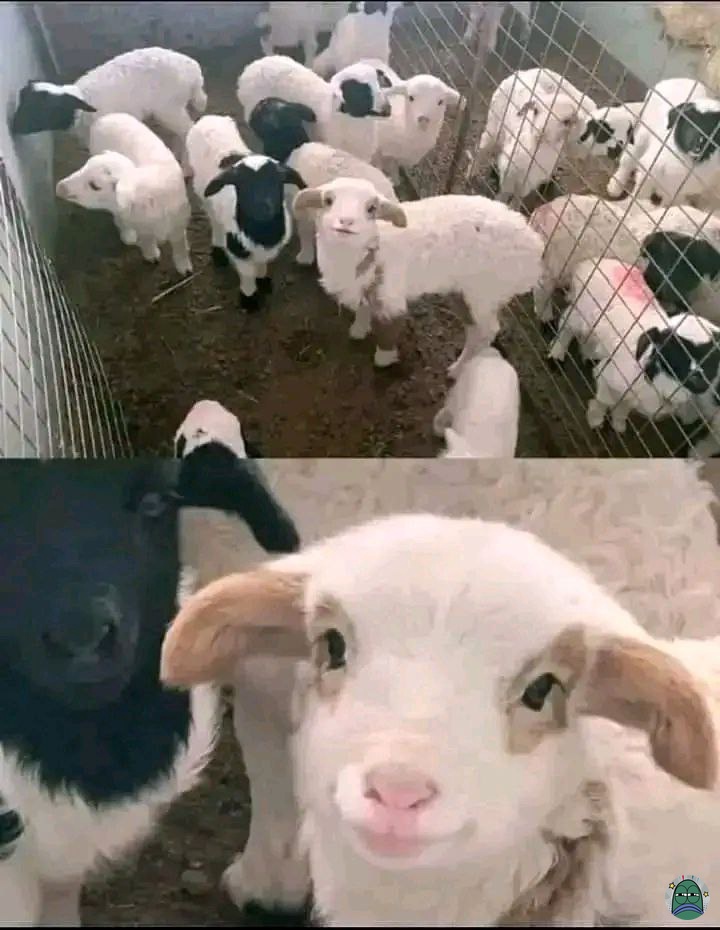 💚  Emang boleh seimut ini.