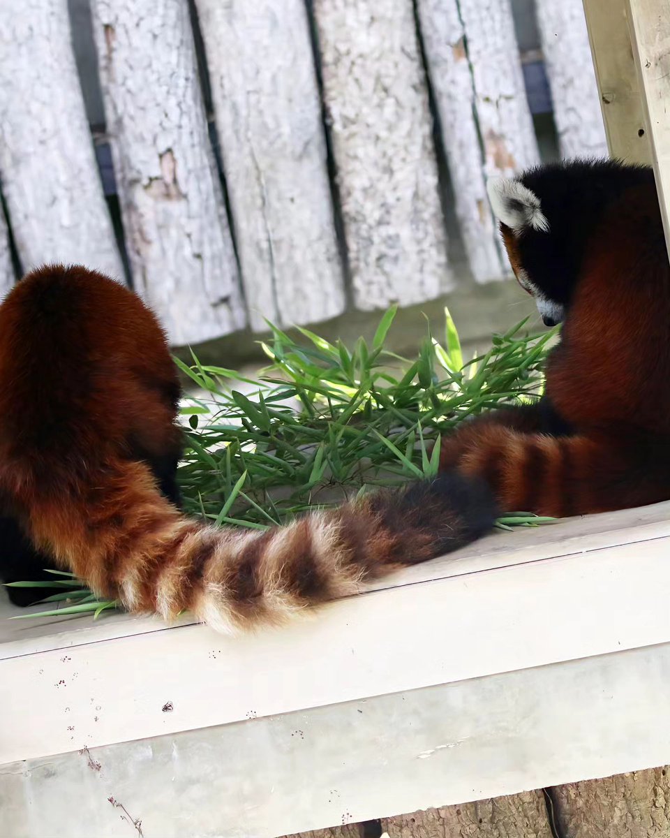 ILoveRedPanda1's tweet photo. https://t.co/GURJ0Nnarb