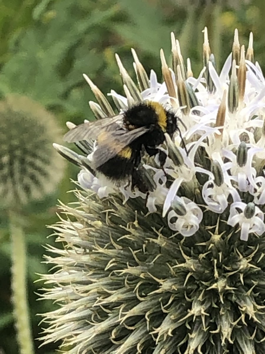 Happy Sunday morning to you! Hope your day is filled with peace and joy. Bee on white Echinops in my garden this morning. 🐝 #sundayvibes #beefriendly #DailyBotanicalBeauty