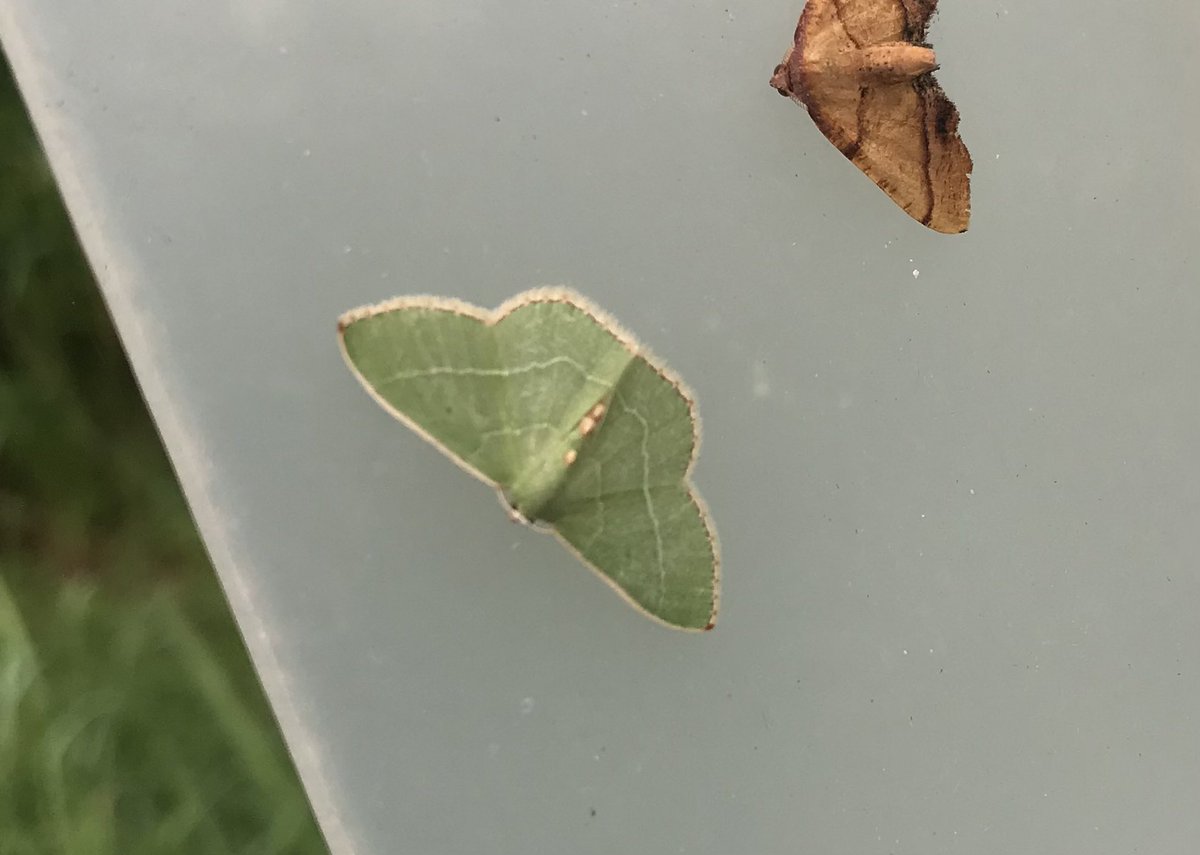 #mothweek night 1! 

Haven’t opened the trap yet but lots of fun things around it! 
-Beautiful wood nymph
-Zigzag herpatogramma
-Straight lined plagodis 
-Red-fringed emerald