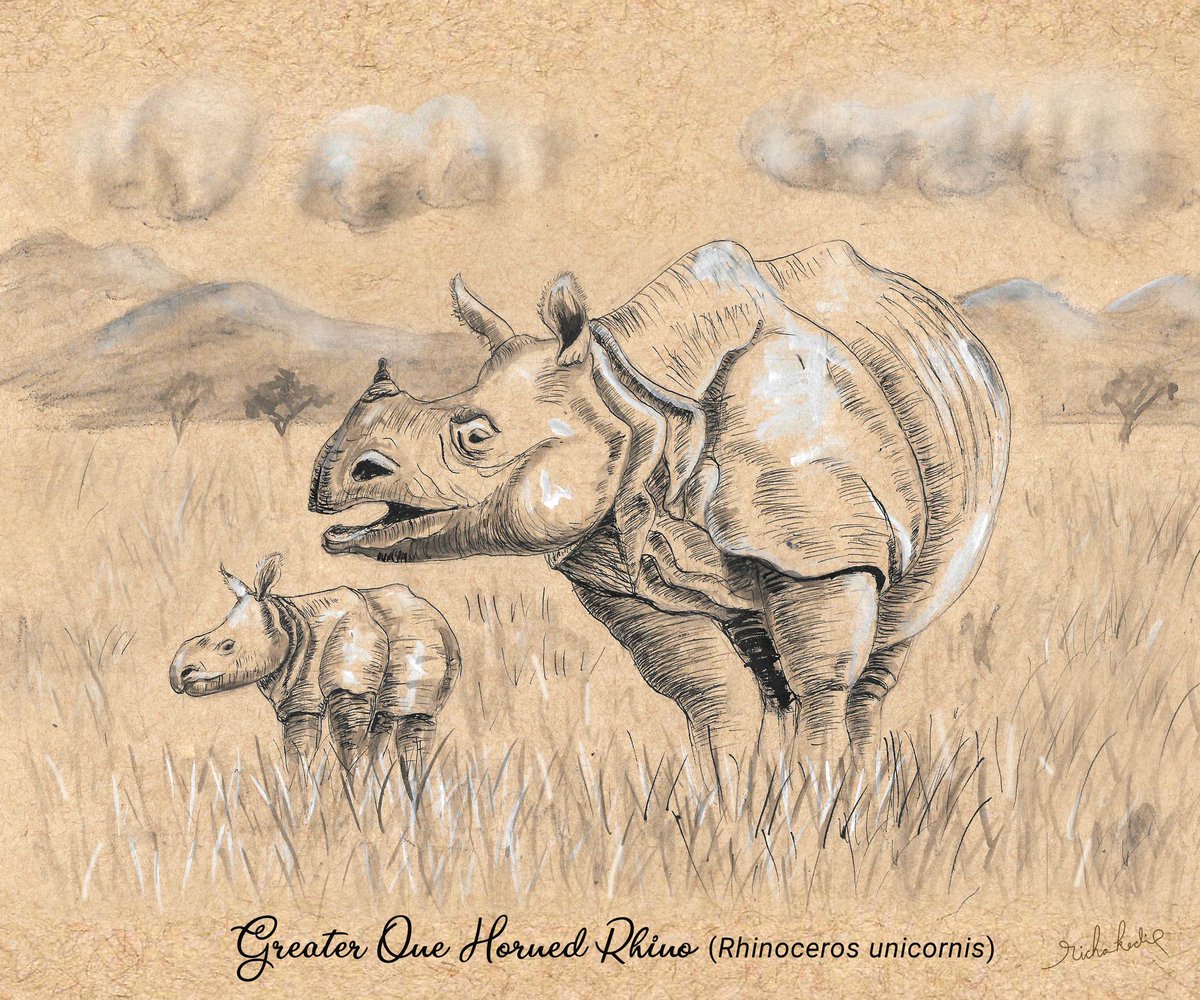 One-horned Rhino, adult and calf roaming freely in a grassland.

Made for Manas National Park 

Black and white pen on tan paper
#assam #onehornedrhino #blackandwhitesketch #vintagelook #endangeredanimals #wildlifeconservation #indiaves #TwitterNatureCommunity