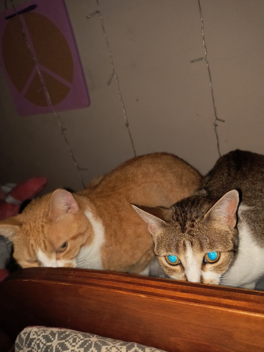 When you look behind your headboard on your bed and you see two cats behind you