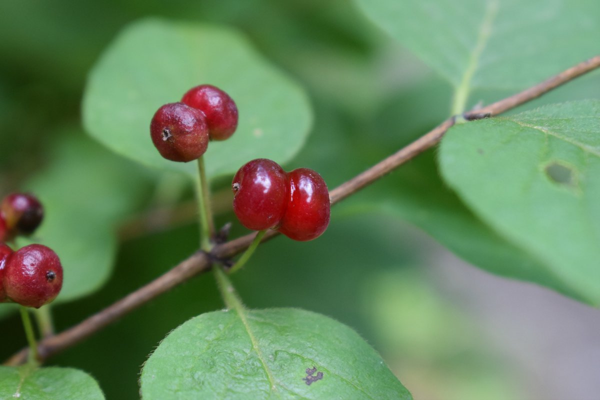 SamuelMarent's tweet image. pictures