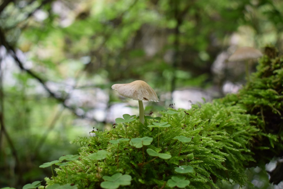 SamuelMarent's tweet image. pictures