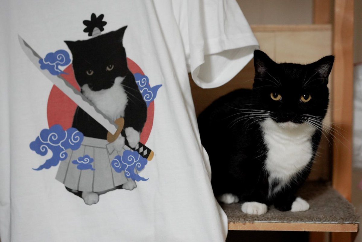 unicouniuni3's tweet photo. CATFIRST（@CATFIRST2020）さんとコラボのうにTシャツが出ました！
今回はサムライうにです✨
2枚とも何故かドヤ顔に写るうに…😂

Uni became a samurai!?
This is a collaboration T-shirt with CATFIRST.
This site supports overseas✨

https://t.co/OdDDpMbK92 https://t.co/ypAqjHnnYB